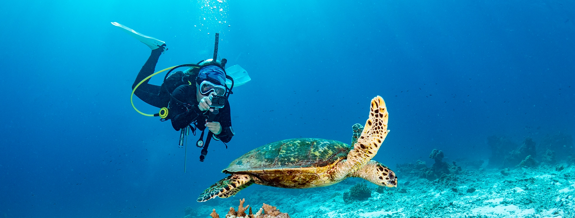 Banner de Tours y qué hacer en Nuevo Vallarta 