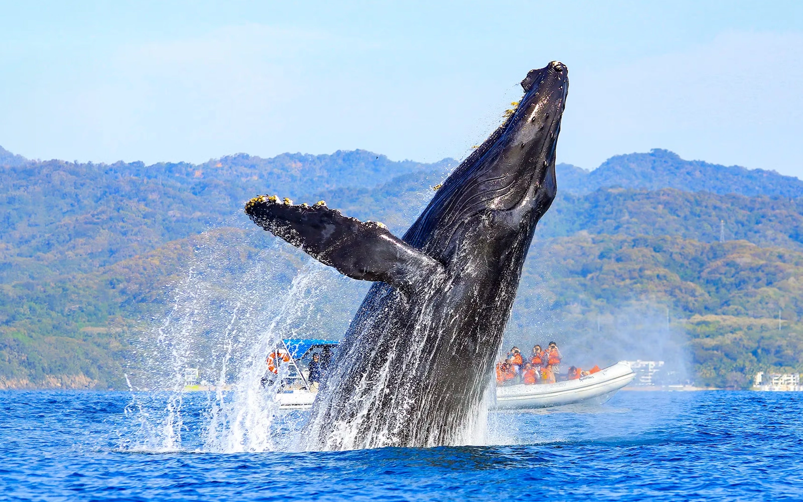 Tours y qué hacer en Nuevo Vallarta 