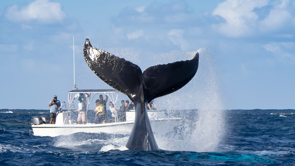 Vacaciones de invierno: descubre la temporada de avistamiento de ballenas en Riviera Nayarit y dónde hospedarte