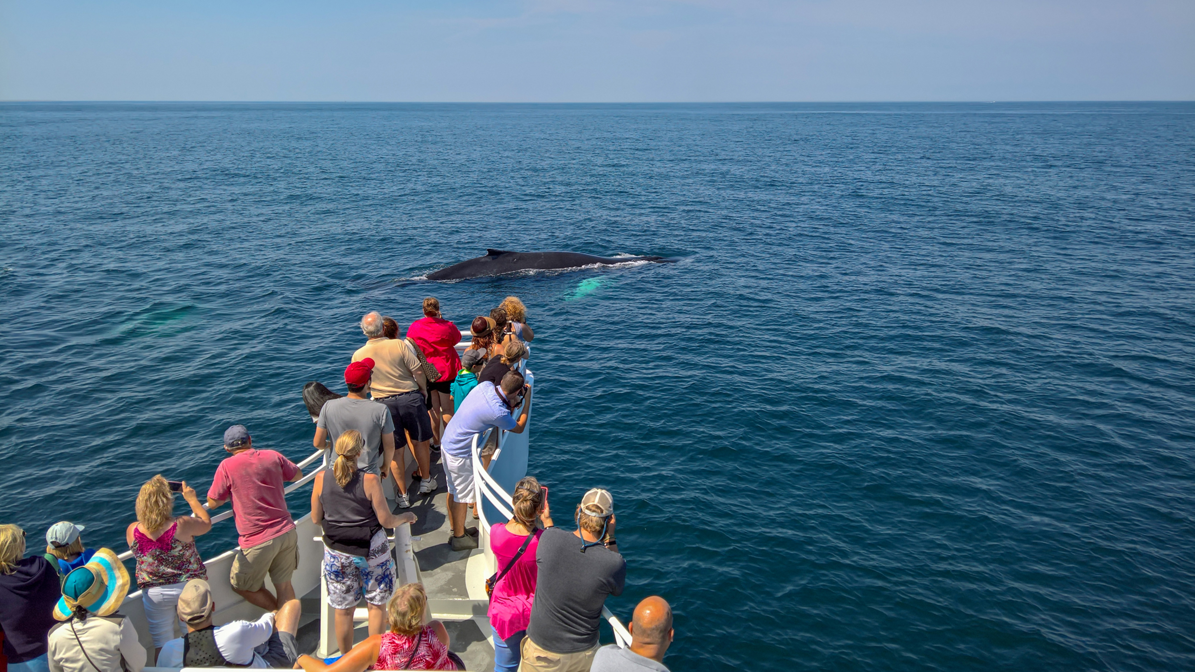 Los 5 Mejores Lugares para Avistamiento de Ballenas en Vallarta y la Riviera Nayarit