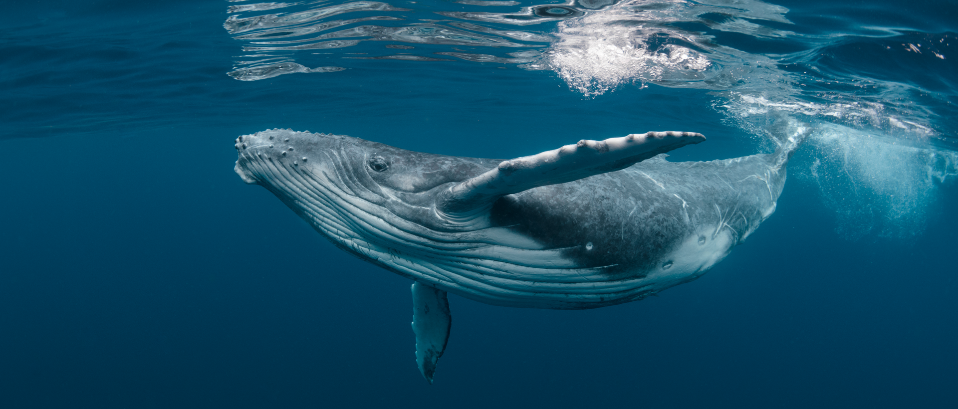 When Is Whale Watching Season in Puerto Vallarta & Riviera Nayarit?
